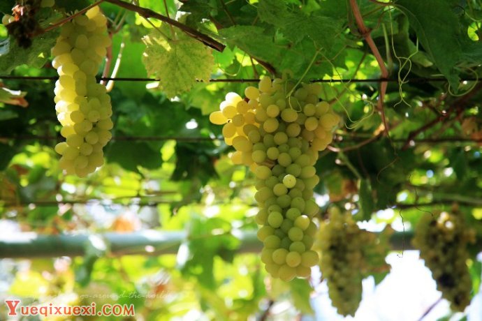 琵琶曲吐鲁番的葡萄熟了介绍