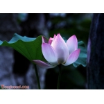 吉玮古筝曲出水莲介绍