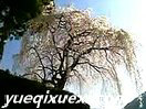 葫芦丝