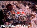 山楂树萨克斯版